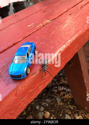 Kiefer Sawyer (Monochamus clamator) entdeckt Stockfoto