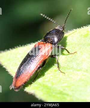 Schwarz zentrierter Klickkäfer (Ampedus sanguinolentus) Stockfoto