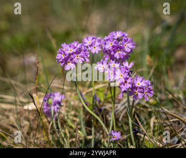 Vogelaugenkerze (Primula farinosa) am Grabenufer. Hellviolette Blüten der Vogelpergenkerze Primula farinosa, die in der Natur blühen. Stockfoto