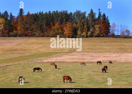 Toporzysko. Malopolska. Polen. Pferde grasen auf einer Weide in der Nähe des Waldes. Farben des Herbstes. Stockfoto