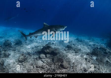 Tigerhai schwimmen tief im blauen Ozean. Gefährliche Tigerhaie. Stockfoto