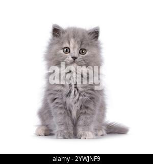Das süße blaue tortie britische Langhaar-Katzenkätzchen sitzt nach vorne. Ich sehe neugierig auf die Kamera. Isoliert auf weißem Hintergrund. Stockfoto
