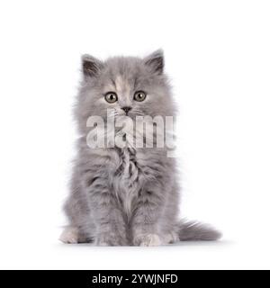 Das süße blaue tortie britische Langhaar-Katzenkätzchen sitzt nach vorne. Ich sehe neugierig auf die Kamera. Isoliert auf weißem Hintergrund. Stockfoto
