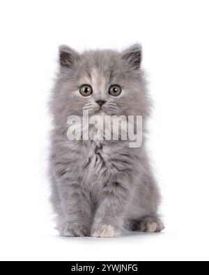 Das süße blaue tortie britische Langhaar-Katzenkätzchen sitzt nach vorne. Ich sehe neugierig auf die Kamera. Isoliert auf weißem Hintergrund. Stockfoto