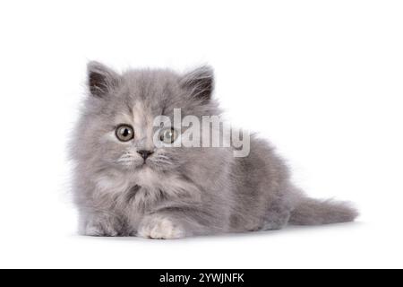 Das süße blaue tortie britische Langhaar-Katzenkätzchen liegt nach vorne. Ich sehe neugierig auf die Kamera. Isoliert auf weißem Hintergrund. Stockfoto