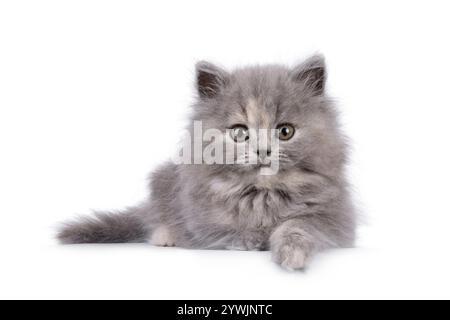 Das bezaubernde blaue tortie-Katzenbaby mit Langhaar liegt nach vorne und hat die Pfote über der Kante. Ich sehe neugierig auf die Kamera. Isoliert auf einem weißen bac Stockfoto