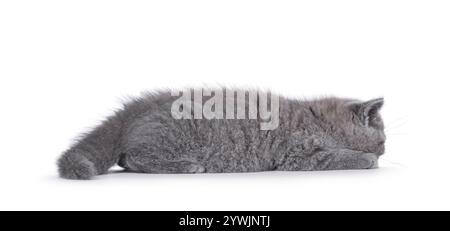 Bezauberndes blaues britisches Kurzhaar-Katzenkätzchen, das flach auf dem Boden schlafend liegt. Isoliert auf weißem Hintergrund. Stockfoto