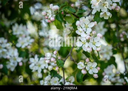 Der Europäische Krabbenapfel (Malus sylvestris) erblüht im Frühjahr in einem Wald. Nahaufnahme der weissen Blüte eines Krabbenapfelbaums (Malus sylvestris) Stockfoto