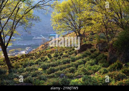 Teefarm in Hwagae, Hadong-Gun in Südkorea. Geringe Schärfentiefe. Stockfoto