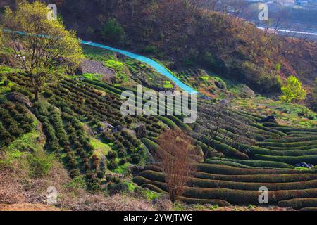 Teefarm in Hwagae, Hadong-Gun in Südkorea. Geringe Schärfentiefe. Stockfoto