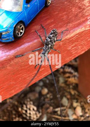 Kiefer Sawyer (Monochamus clamator) entdeckt Stockfoto