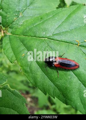 Schwarz zentrierter Klickkäfer (Ampedus sanguinolentus) Stockfoto