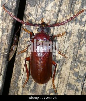 Langhornkäfer mit Zahnhalsen (Prionus pocularis) Stockfoto