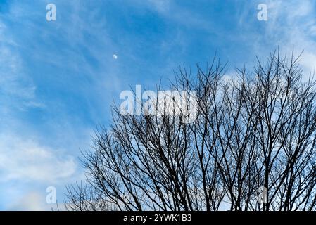 Ein Baum ohne Blätter steht mitten in einem blauen Himmel. Der Himmel ist klar und die Sonne scheint Stockfoto