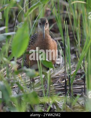 Kingsize-Schiene (Rallus elegans) Stockfoto