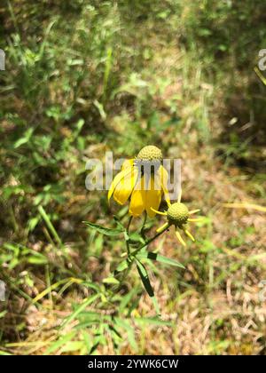 Graukopf-Coneflower (Ratibida pinnata) Stockfoto