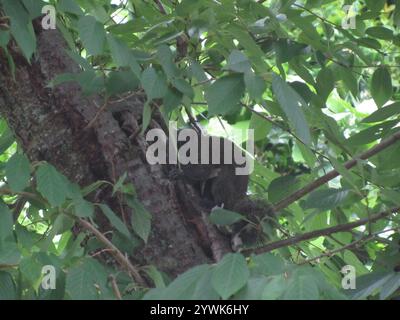 Taiwan Eichhörnchen (Callosciurus erythraeus thaiwanensis) Stockfoto