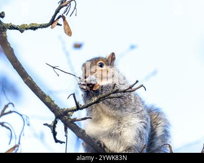 Ein graues Eichhörnchen, Sciurus carolinensis ernährt sich von Samen in einem Baum in Townley Park, Burnley, Lancashire, Großbritannien. Stockfoto