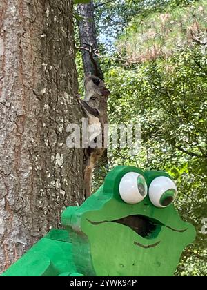 Southern Fliegende Eichhörnchen (Glaucomys volans) Stockfoto