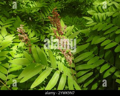 American Royal Fern (Osmunda spectabilis) Stockfoto