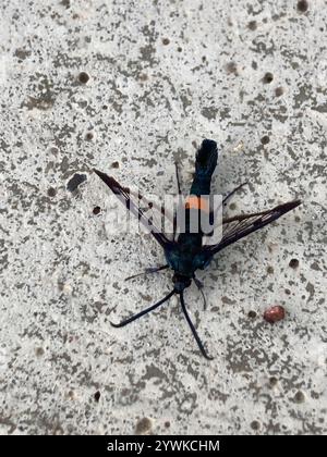 Rotgürtel-Clearwing-Motte (Synanthedon myopaeformis) Stockfoto