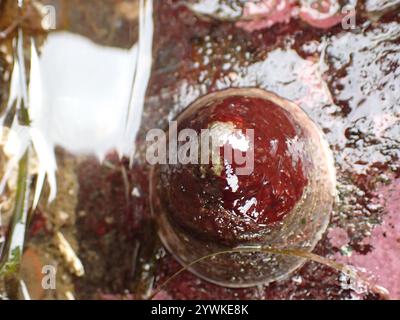 Whitecap Limpet (Acmaea mitra) Stockfoto
