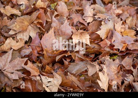 Gefallene Blätter Textur: Herbst Natur Hintergrund mit buntem Laub Stockfoto