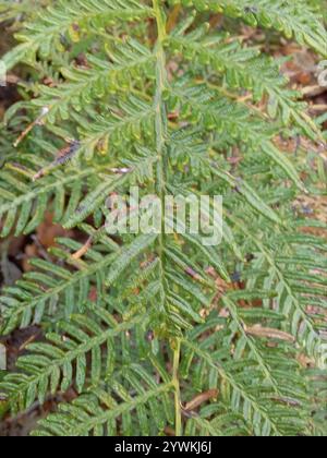 Austral Bracken (Pteridium esculentum) Stockfoto