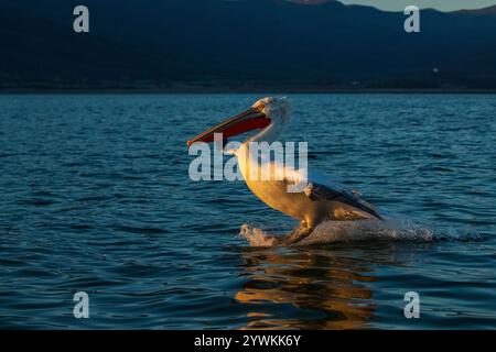 Dalmatinischer Pelikan im Flug über den See Kerkini in Griechenland Stockfoto