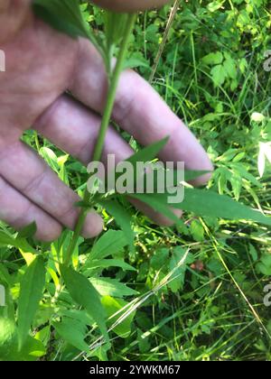 Graukopf-Coneflower (Ratibida pinnata) Stockfoto
