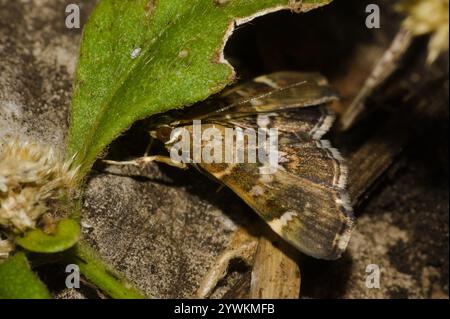 Gefleckte Rüben Webworm Motte (Hymenia perspectalis) Stockfoto