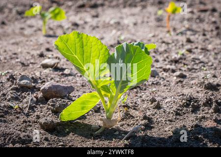 Jungkohl-Pflanze im Boden. Eine frische Jungkohl-Pflanze, die in fruchtbarem Boden sprießt. Nachhaltige Landwirtschaft und Wachstum. Stockfoto