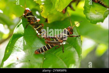 Veilchengrasshopper (Tropidacris collaris) Stockfoto