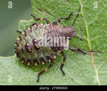 Dorsale Ansicht der Waldschildkäfer-Nymphe (Pentatoma rufipes) in Ruhe auf Eichenblatt. Tipperary, Irland Stockfoto