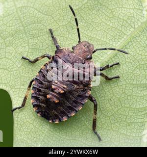 Forest Shieldbug Nymphe (Pentatoma rufipes) in Ruhe auf der Unterseite des Eichenblattes. Tipperary, Irland Stockfoto