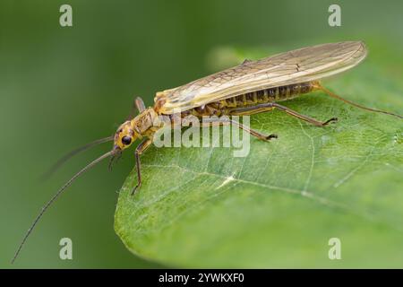 Isoperla grammatica Steinfliege auf Eichenblatt. Tipperary, Irland Stockfoto