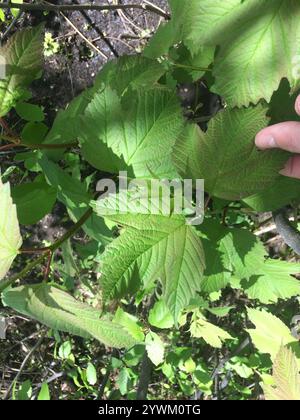 Amerikanischer Hochbusch Cranberry (Viburnum opulus americanum) Stockfoto