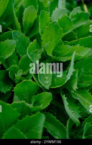 Nahaufnahme der Sedum-Anlage mit Wassertröpfchen Stockfoto