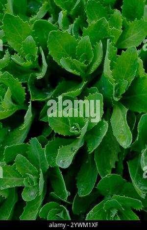 Nahaufnahme der Sedum-Anlage mit Wassertröpfchen Stockfoto