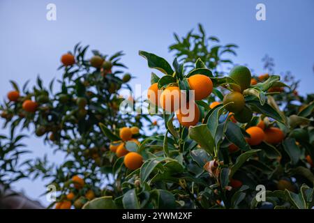 Eine reiche Ernte von Kumquat auf einem Baum. Reife Orangen-Kumquat-Früchte hängen an Zweigen zwischen Laub. Früchte des Zitrusbaums Kumquat Nahaufnahme. Schön Stockfoto