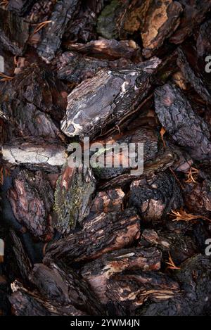 Eine Nahaufnahme dunkler, rauer Baumrindenstücke auf einem Waldboden, die die komplizierten Muster, Texturen und die natürliche Zersetzung organischer Mate betonen Stockfoto