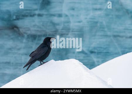 Rabe (Corvus corax) sitzt vor einer Eishöhle in Island Stockfoto