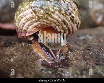 Blaugeringte Spitzenschnecke (Calliostoma ligatum) Stockfoto