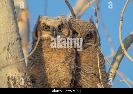 Große Horneule Babys im Frühjahr im Nest Stockfoto