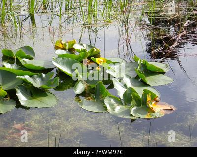 westliche gelbe Teichlilie (Nuphar polysepala) Stockfoto