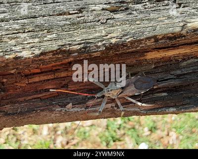 Nordamerikanischer Radkäfer (Arilus cristatus) Stockfoto