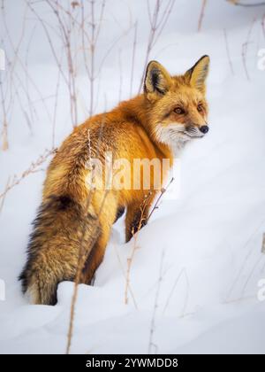 Rotfuchs im Schnee im Winter Stockfoto