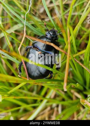 Waldkäfer (Anoplotrupes stercorosus) Stockfoto