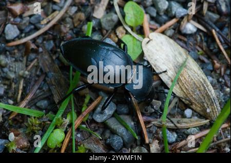 Glatt geschliffener Käfer (Carabus glabratus) Stockfoto