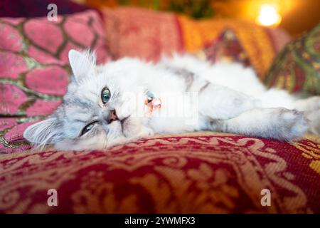 Eine süße, weiße, langhaarige Katze, die sich auf einem Sofa entspannt – eine reinrassige Perserin oder Chinchilla mit silbernem Fell. Stockfoto